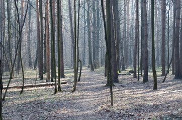 Fototapeta premium Morning in a beautiful misty forest. Spring nature. Design of photo Wallpapers, photons, screensavers.