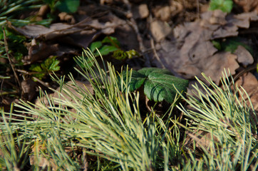 Pine branches, green leaves, dry leaves on the ground.