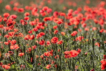 Beautiful poppy flowers..  Papaver rhoeas