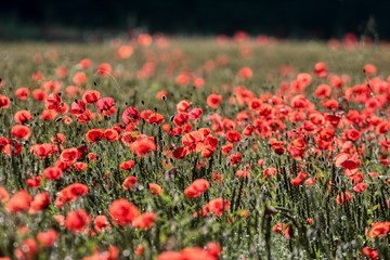 Beautiful poppy flowers..  Papaver rhoeas