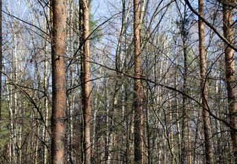 Morning in a beautiful Sunny forest. Spring nature. Design of photo Wallpapers, photos, screensavers.