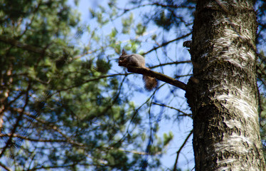 A beautiful gray squirrel sits on a branch and nibbles on nuts. A small furry animal in the spring Sunny forest.