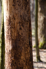 Tree trunk without bark close-up. A bare tree in the forest.