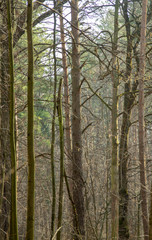 Morning in a beautiful Sunny forest. Spring nature. Design of photo Wallpapers, photos, screensavers.