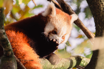 Wildlife photography
