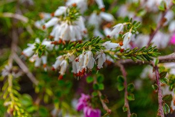 Erica white perfection in spring. Kubota Garden, Seattle, WA, USA