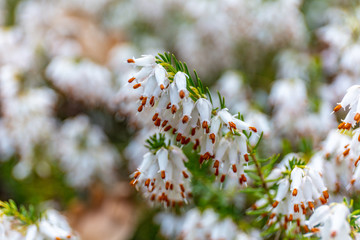 Erica white perfection in spring. Kubota Garden, Seattle, WA, USA