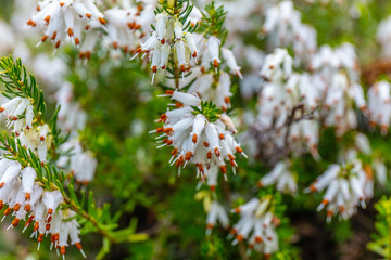 Erica white perfection in spring. Kubota Garden, Seattle, WA, USA