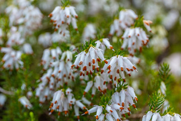 Erica white perfection in spring. Kubota Garden, Seattle, WA, USA