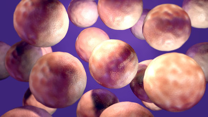 Virus multiplication, Viral replication infection process in the target host cell, liberation stage the new viruses may invade or attack other cells