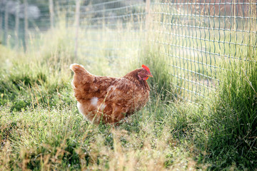 Homemade chicken in the backyard. Village life.