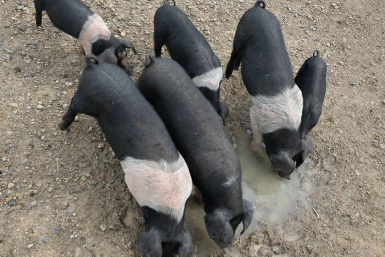 Hampshire Pig Profits Are You Missing Out - bim3mx9