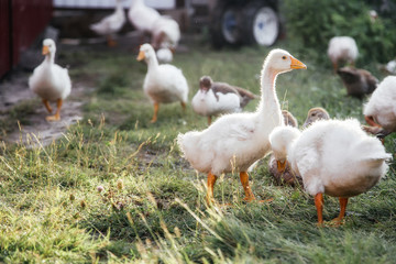 Young geese in the backyard. Village life. Agricultural industry.