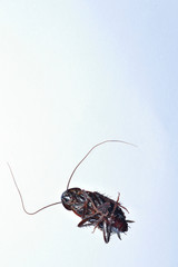 Macro view of a dead cockroach