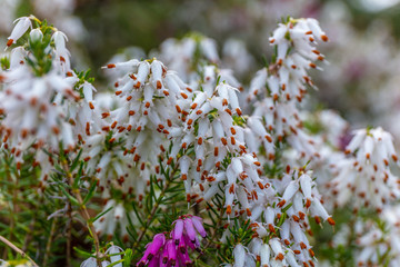 Erica white perfection in spring. Kubota Garden, Seattle, WA, USA