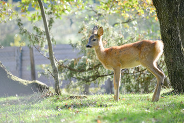 Jeune chevreuil dans un bois color&eacute; au rayon d'&eacute;t&eacute;, faune sauvage d'Europe