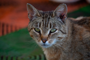 domestic cat on a green-orange background