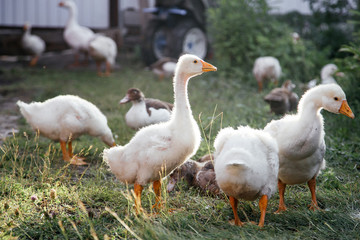 Young geese in the backyard. Village life. Agricultural industry.