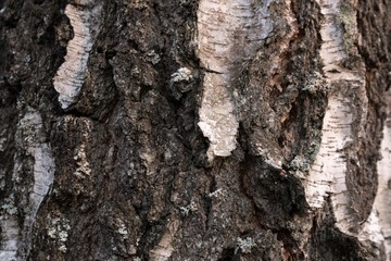 Background from birch bark, white and gray