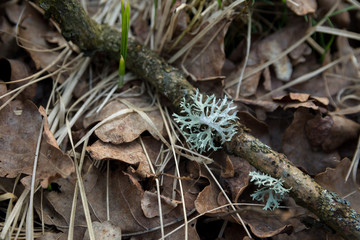In the forest on a dry brown leaf lies a broken branch covered with moss