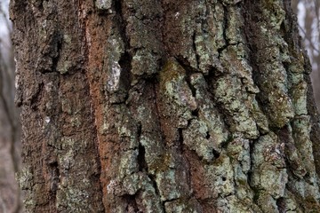 Background of oak bark covered with moss