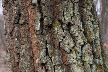 Background of oak bark covered with moss