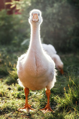 Young geese in the backyard. Village life. Agricultural industry.
