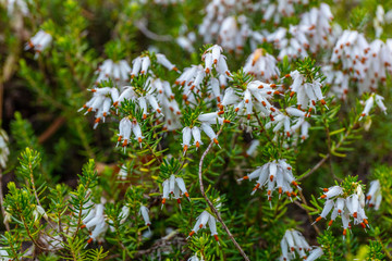 Erica white perfection in spring. Kubota Garden, Seattle, WA, USA