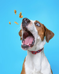 cute dog isolated on a colorful background in a studio shot