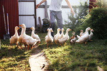 The farmer drives the geese to roost. Village life.