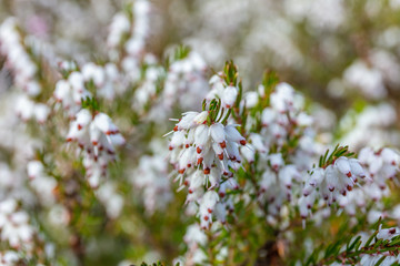 Erica white perfection in spring. Kubota Garden, Seattle, WA, USA