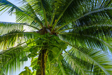 Fototapeta premium Leaves of a palm tree with a green climbing plant growing up the stem