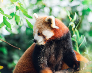 Naklejka premium Wildlife photography