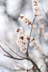Flowering apricot branch in the garden