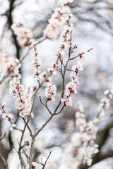 Flowering apricot branch in the garden