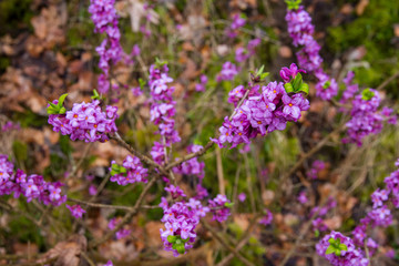 Obraz premium Blühender Echter Seidelbast (Daphne mezereum) in BaWü/Schwäbische Alb