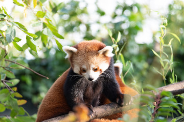 Wildlife photography