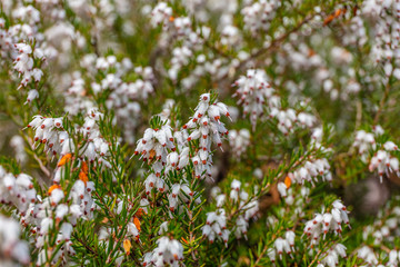 Erica white perfection in spring. Kubota Garden, Seattle, WA, USA