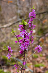 Blühender Echter Seidelbast (Daphne mezereum) in BaWü/Schwäbische Alb