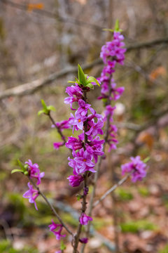 Bl&uuml;hender Echter Seidelbast (Daphne mezereum) in BaW&uuml;/Schw&auml;bische Alb