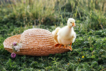 Newborn goslings (ducklings) in the outdoors in a straw hat.