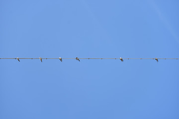 swallow birds on wire