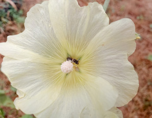 Fototapeta na wymiar A wild bee in a mallow flower collects pollen.