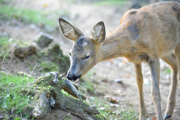 Jeune chevreuil dans un bois coloré au rayon d'été, faune sauvage d'Europe
