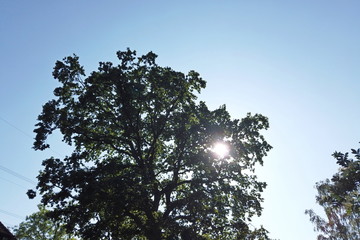 Sonne hinterm Baum