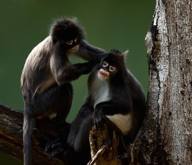 Spectacled  Monkeys in Action...