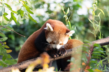 Wildlife photography