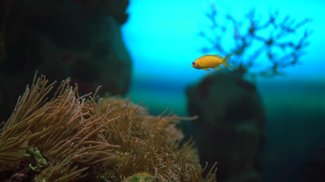 Labidochromis caeruleus «yellow», a small yellow fish swims next to anemones on a blue background, underwater shooting