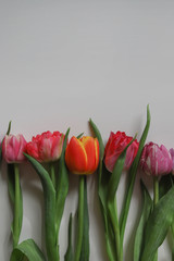 bouquet of red tulips