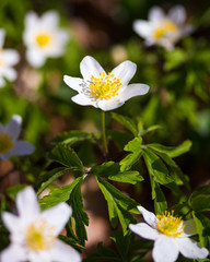 Buschwindr&ouml;schen (Anemone nemorosa) - Fr&uuml;hbl&uuml;her auf dem Waldboden; Fr&uuml;hjahr im Wald